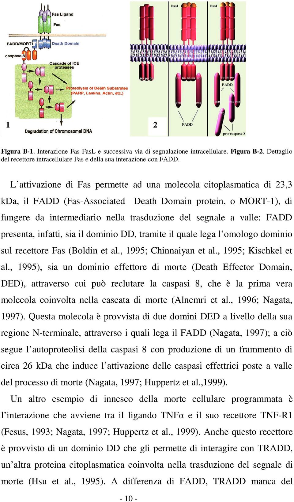 FADD presenta, infatti, sia il dominio DD, tramite il quale lega l omologo dominio sul recettore Fas (Boldin et al., 1995; Chinnaiyan et al., 1995; Kischkel et al.