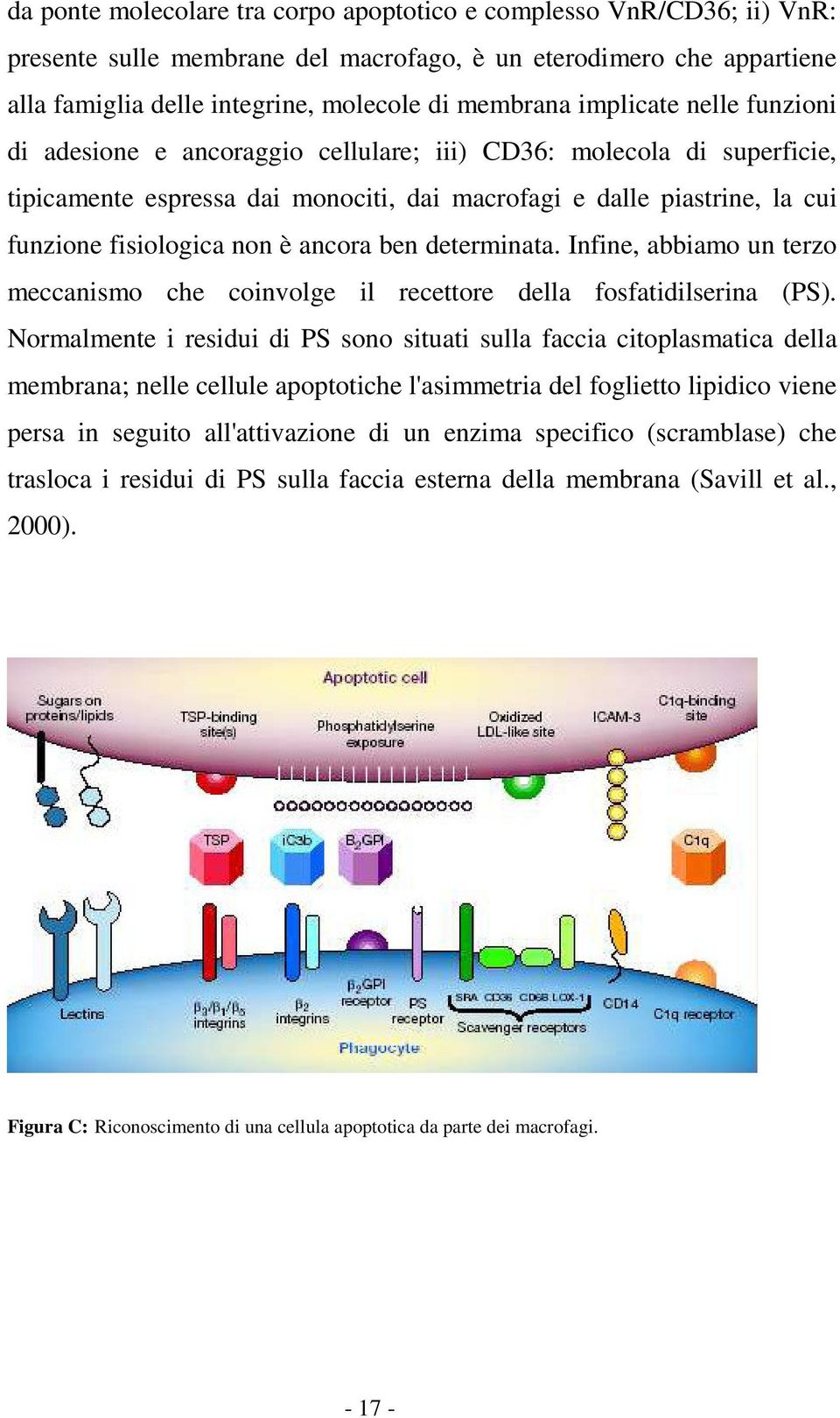 ancora ben determinata. Infine, abbiamo un terzo meccanismo che coinvolge il recettore della fosfatidilserina (PS).