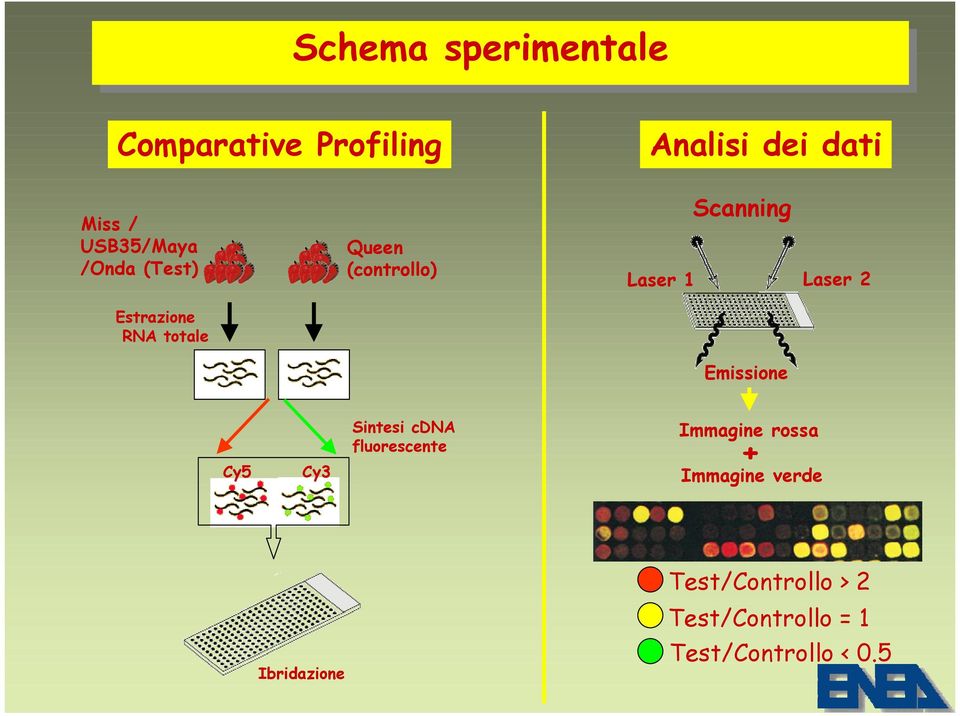Laser 1 Laser 2 Emissione Cy5 Cy3 Sintesi cdna fluorescente Immagine rossa