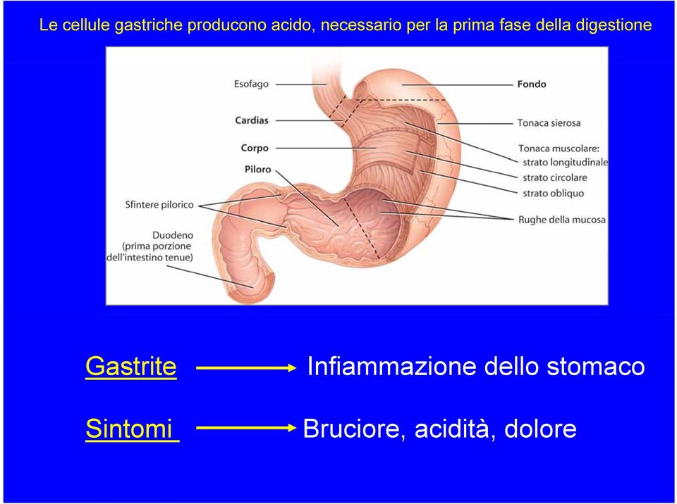 digestione Gastrite Sintomi