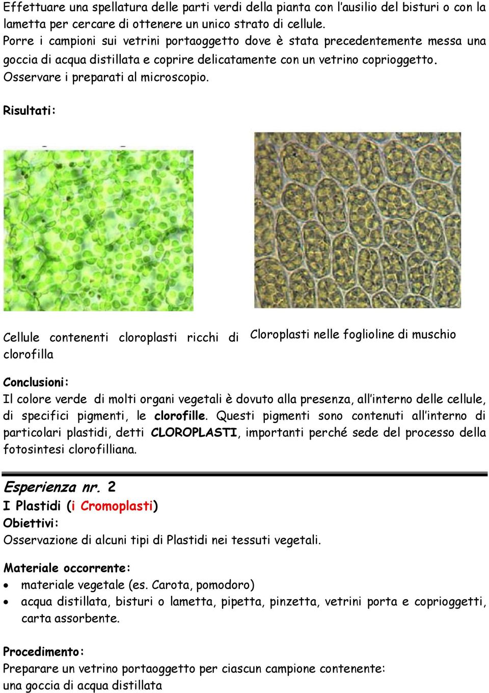 Risultati: Cellule contenenti cloroplasti ricchi di clorofilla Cloroplasti nelle foglioline di muschio Conclusioni: Il colore verde di molti organi vegetali è dovuto alla presenza, all interno delle