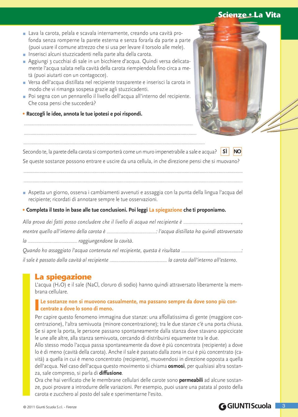 Quindi versa delicatamente l acqua salata nella cavità della carota riempiendola fino circa a metà (puoi aiutarti con un contagocce).