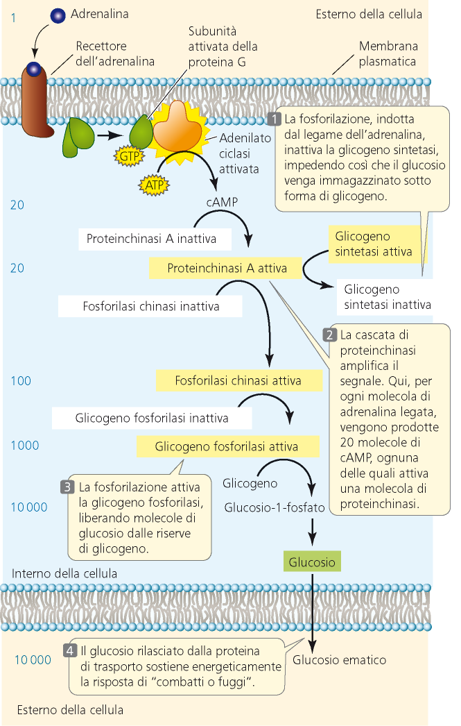 Trasduzione e amplificazione del