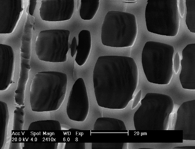 SEM microscopio elettronico a scansione 10.000 x (vecchi modelli) sino a circa 1.000.000 x per gli strumenti nuovi e per i migliori Abete bianco (Abies alba Mill.