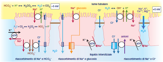 Tubulo contorto prossimale NHE3 NHE3 NHE3 sensibile all amiloride Trasportatori per aminoacidi nella membrana