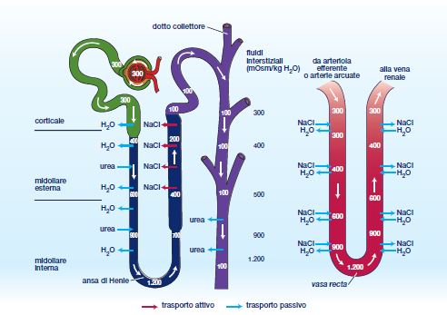 Meccanismo di concentrazione controcorrente Necessario per creare un interstizio a