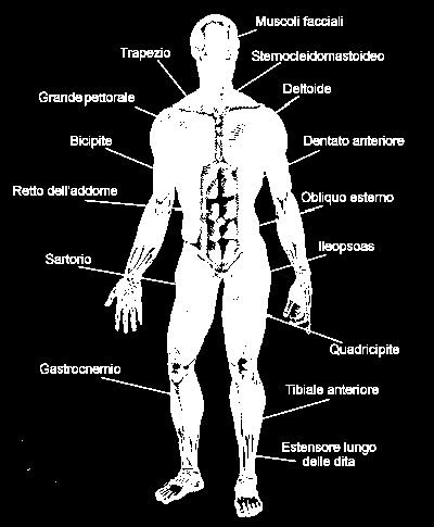 FUNZIONI DEI MUSCOLI Le funzioni principali dei muscoli sono tre: sostegno, movimento e produzione di calore.