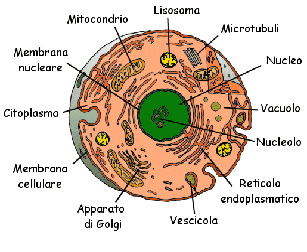 Le differenze tra le cellule animali e le cellule vegetali sono le seguenti: Le cellule vegetali, oltre alla membrana cellulare, hanno anche una parete che si chiama parete cellulare.