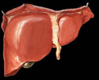 Defects of the GH-IGF axis GHRH Primary GHD (secondary IGF-I