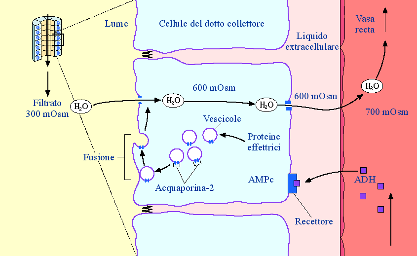 ADH e ACQUAPORINE (meccanismo