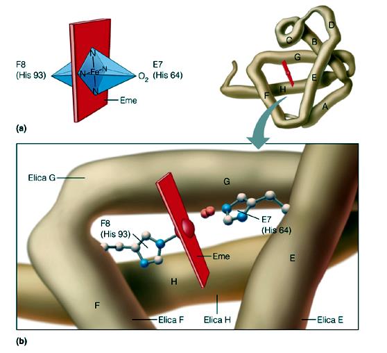 La coordinazione del Fe 2+ entro la porfirina in una tasca