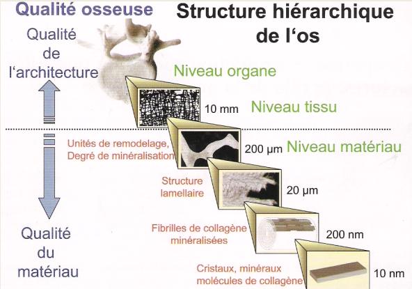 Qualità ossea Qualità dell architettura Struttura gerarchica dell osso Livello organo Livello tessuto Unità di rimodellamento Grado di