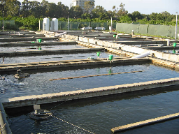 Acquacoltura in Puglia Pescicoltura Caratteristiche generali del comparto produttivo Il comparto dell acquacoltura ha avuto, nel corso degli ultimi anni, un consolidamento della base produttiva, che