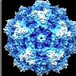 Viral wheeze rhinovirus RSV influenzae * bocavirus adenovirus parainfluenzae metapneumovirus coronavirus PRESCHOOL CHILDREN MAY HAVE 6