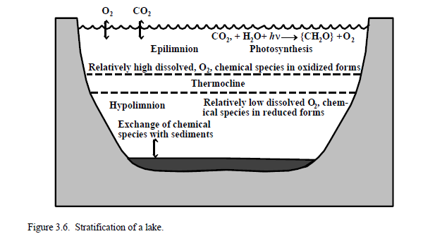La stratificazione di un corpo idrico EPILIMNIO: Elevata attivita fotosintetica [O 2 ] relativamente alto Specie ossidate Ambiente aerobico 4 C