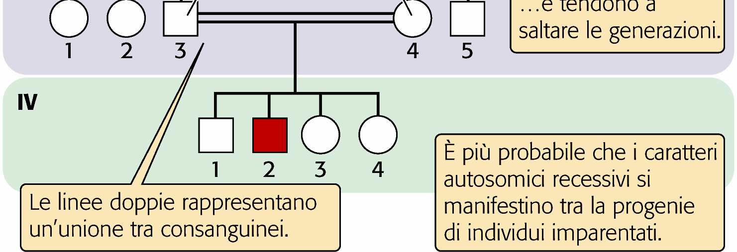 Eredità autosomica recessiva Sono necessarie due copie dell allele mutato per causare la malattia (si manifestano in omozigosi) Le persone affette hanno