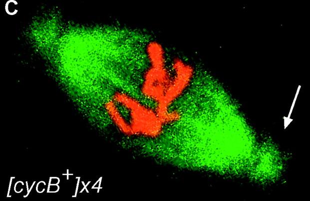 1) Reagenti cito-isto-chimici fluorescenti Lo ioduro di propidio si lega sia al DNA che al RNA Ioduro di