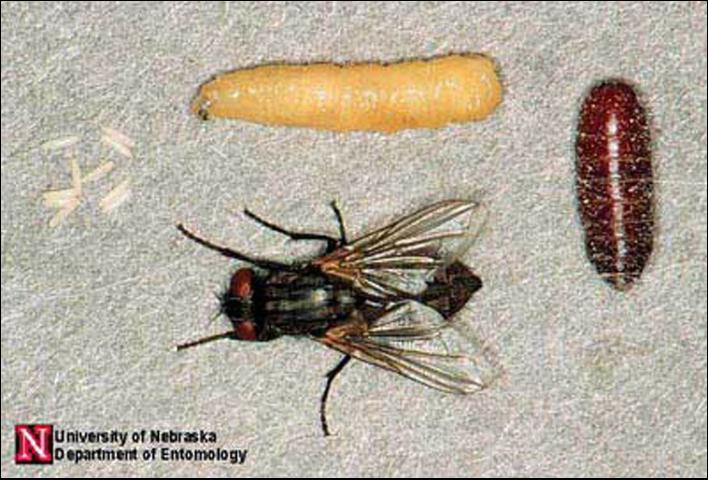 Il caso di Musca domestica Lo sviluppo larvale comprende 3 stadi e le larve si presentano