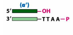 Enzimi di restrizione + DNA ligasi DNA ricombinante + Plasmide tagliato con EcoRI DNA tagliato con lo stesso enzima EcoRI