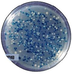 -galactosidasi tetramero (funzionale) Colonie blu