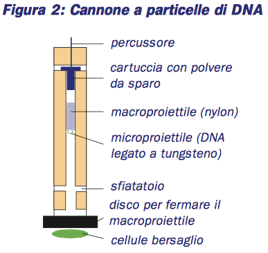 Particle gun o biolistico