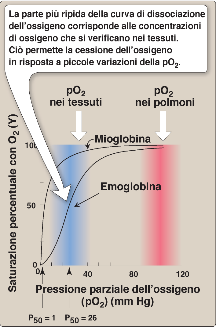 La mioglobina è un ottimo sistema per immagazzinare O 2 : -si lega all O 2 anche a basse po 2 e lo lega strettamente.