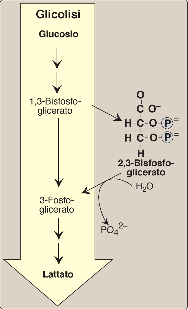 Influenza del 2,3- BPG Il 2,3 BPG è una piccola molecola dotata di cariche negative che consentono il legame a una serie di cariche positive delle