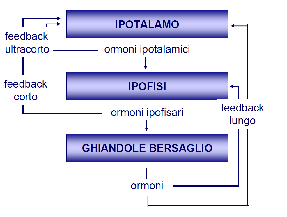 RIFLESSI ENDOCRINI DELL