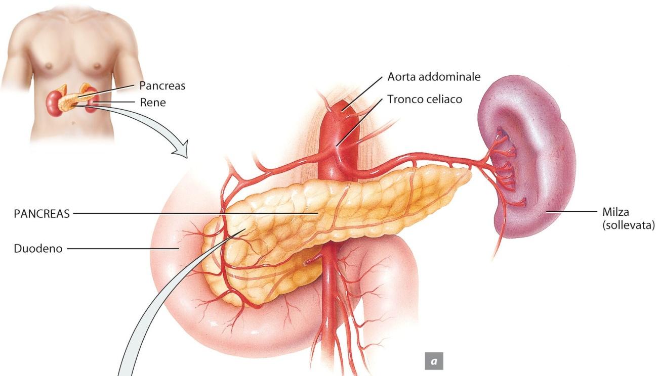 PANCREAS ENDOCRINO Il pancreas è un organo allungato situato