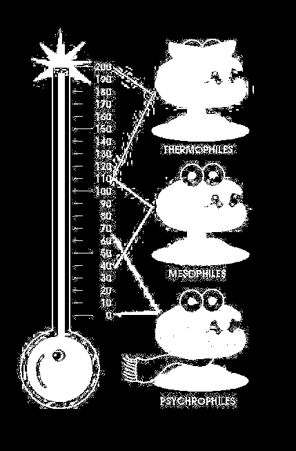 Classificazione dei batteri sulla base della temperatura di crescita Batteri termofili: crescono ad alte temperature (47-70 C, temp.