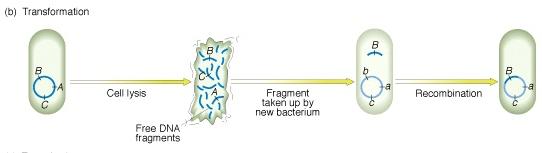 TRASFORMAZIONE Acquisizione di DNA libero rilasciato da altre cellule batteriche COMPETENZA: una condizione transitoria di una popolazione batterica, durante la