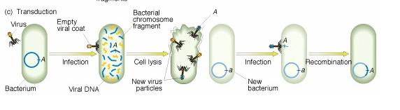 TRASDUZIONE La trasduzione e il trasferimento di materiale genetico da un batterio donatore ad un