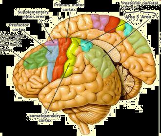 ANSIA Coinvolgimento della PFC (prefrontal cortex)