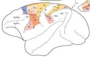 La localizzazione dei neuroni specchio nell uomo Area 6 dorsale (ma preparazione all azione più che attivazione specchio ) Settore del lobo frontale che si attiva durante l osservazione di azioni