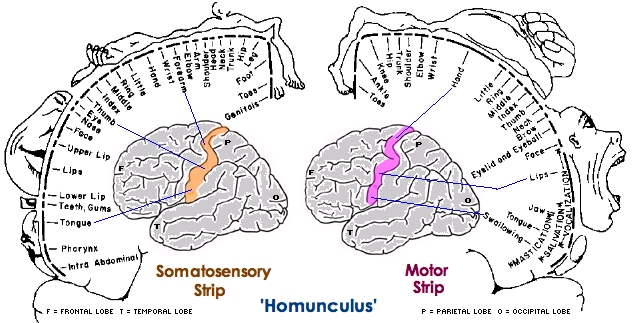 L approccio neurofisiologico classico Prevede una dicotomia sistema sensoriale/ sistema motorio Secondo il modello neurofisiologico classico Per prendere qualcosa con la mano il cervello effettua