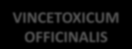 IMMUNOSTIMULATION CORE ANAS BARBARIE INFLUENCINUM SYNERGISM SUBNUCLEUS OF SPECIFIC IMMUNITY VINCETOXICUM OFFICINALIS SUBNUCLEUS OF ASPECIFIC IMMUNITY NK CELLS TC