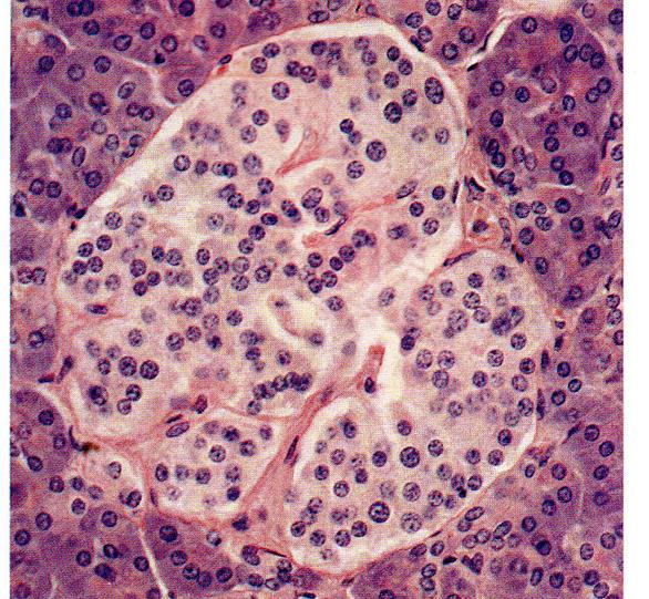 Duodeno-> digestione alimenti) parte ENDOCRINA: piccoli aggregati di tessuto epiteliale endocrino (Isolotti Pancreatici o Isole del