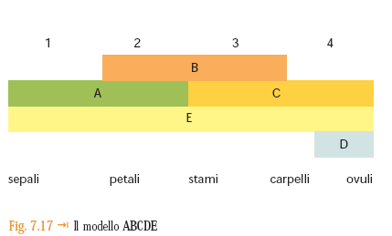 Lo studio dei mutanti sep e dell azione dei geni SEP ha permesso di confermare la vecchia intuizione che i verticilli fiorali sono foglie modificate.