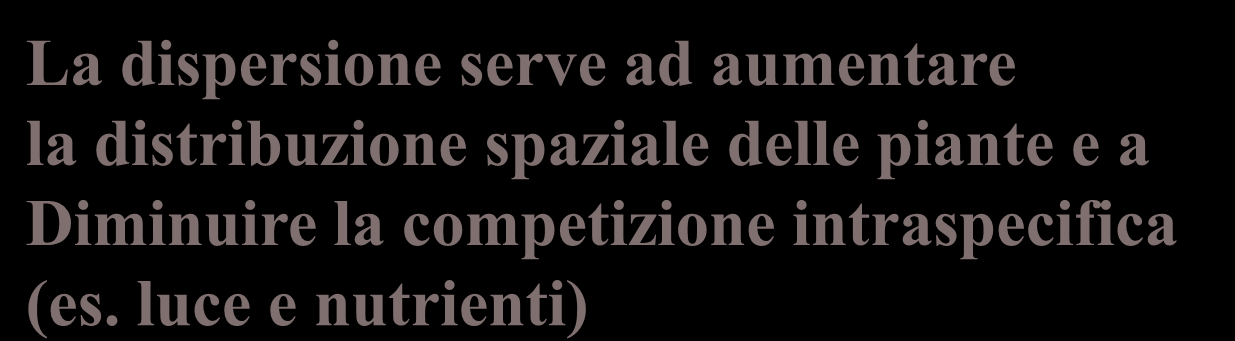 DISPERSIONE DEI SEMI o DISSEMINAZIONE E quel processo o insieme di processi che determinano l allontanamento dei frutti o dei semi dalla pianta madre disperditore disseminazione ABIOTICA Vento