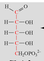 Fosfopentoso isomerasi Ribosio 5-fosfato Se sono necessarie grandi quantità non solo di NADPH ma anche di ribosio 5-fosfato per la sintesi di nucleotidi il ribulosio 5-fosfato è isomerizzato a