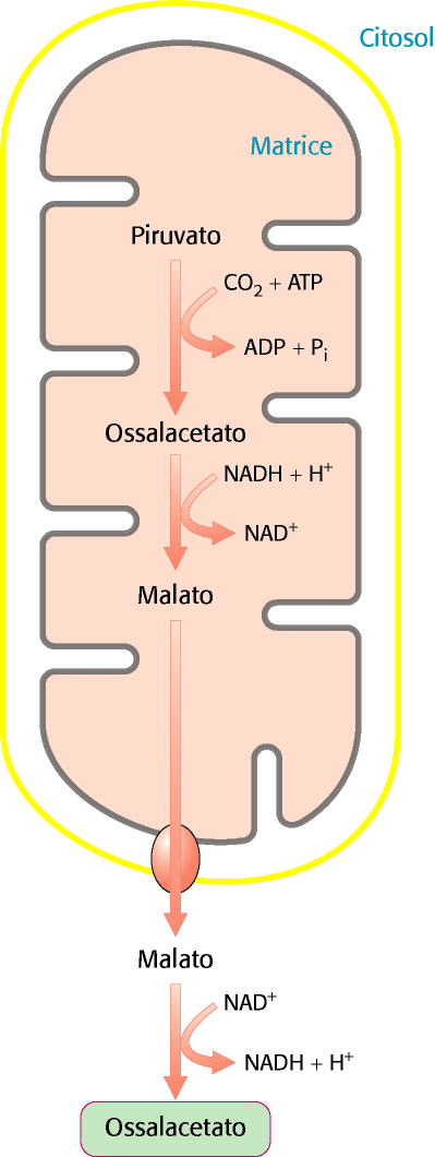 Ossalacetato NADH + H + NAD + Malato deidrogenasi mitocondriale Malato deidrogenasi citosolica H l OH NAD + NADH + H +