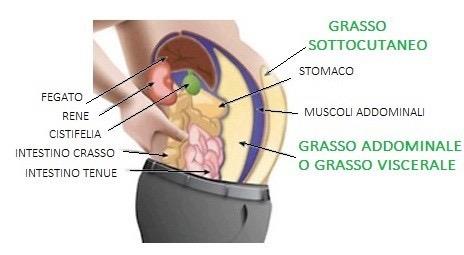 Tessuto Adiposo bianco NORMALE ED