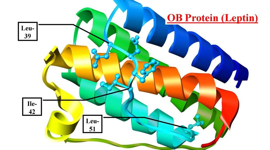 leptos: sottile prodotto del gene ob clonato nel 1994 167 aa 16 kda sequenza aa altamente conservata concentrazioni plasmatiche