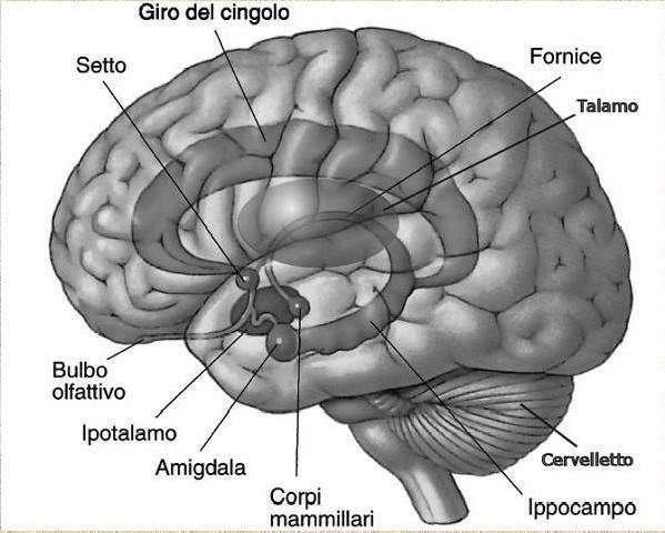 metabolismo e sazietà