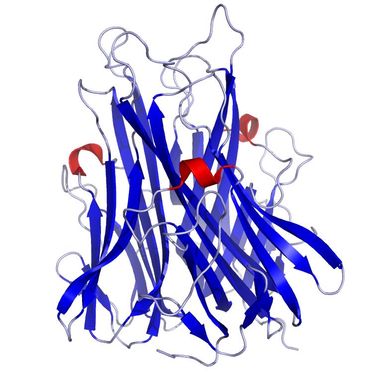 1984 sintetizzato il primo cdna di TNF proteina transmembrana di 212 aa forma