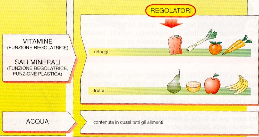 Funzione regolatrice La funzione regolatrice apporta gli elementi indispensabili alle reazioni biochimiche che