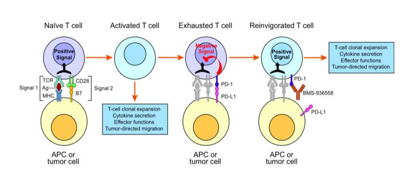 T-cell modulation via