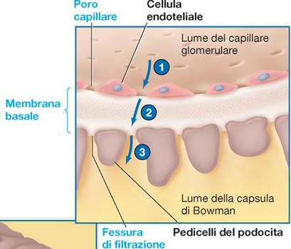 FILTRAZIONE