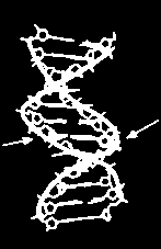 trasmissibili Alla base dell evoluzione Papilloma Epstein- Barr E