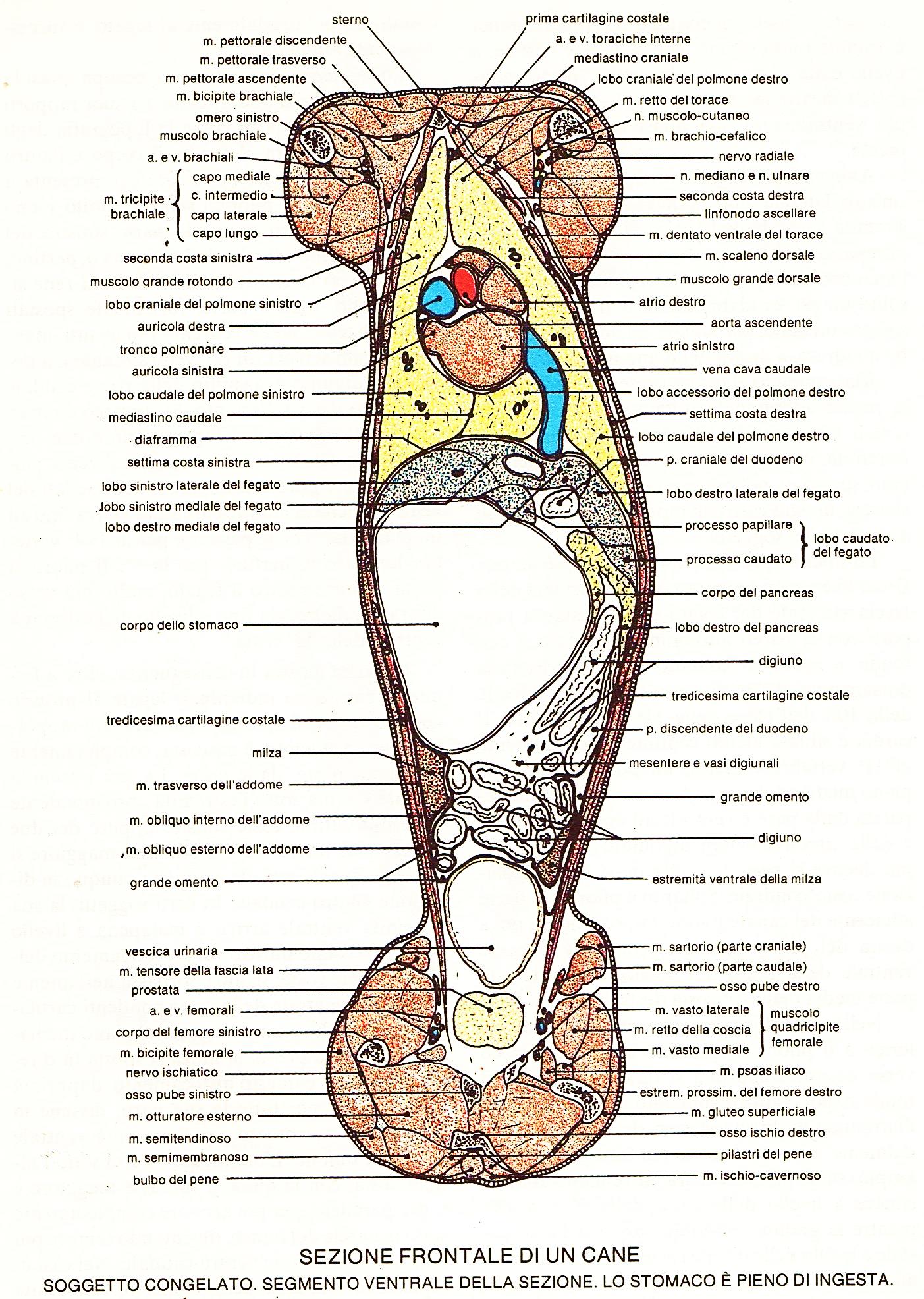 Fig. 30